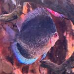 Blue Mercury Discus photo review